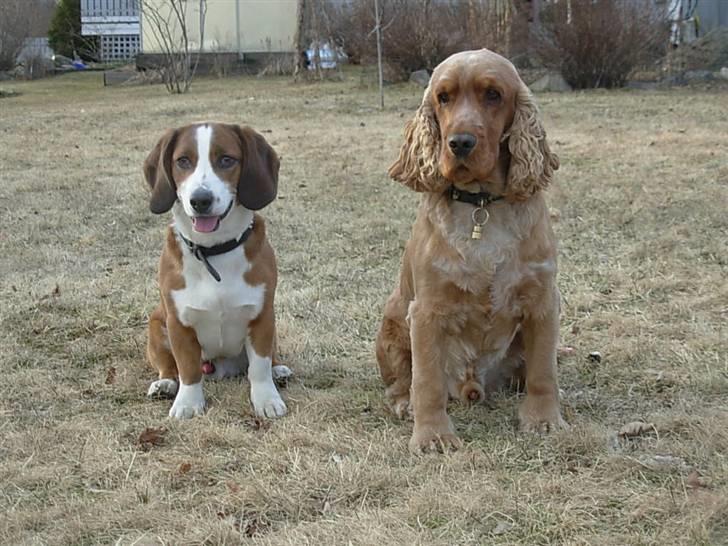 Cocker spaniel Lukas billede 2