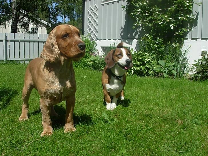 Cocker spaniel Lukas billede 3