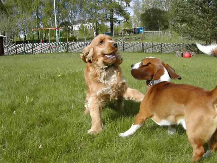Cocker spaniel Lukas billede 4