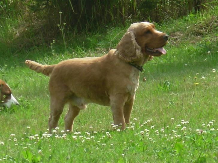 Cocker spaniel Lukas billede 5