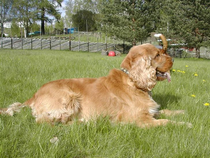 Cocker spaniel Lukas billede 6