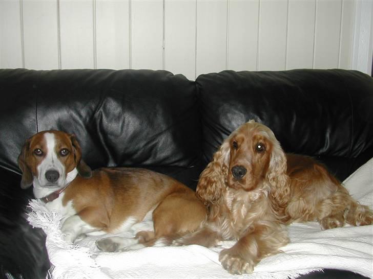 Cocker spaniel Lukas billede 7