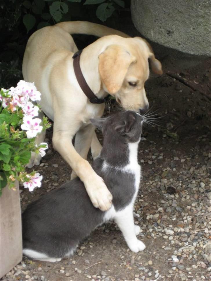 Labrador retriever Karla  billede 11