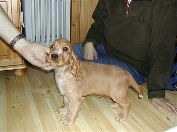 Cocker spaniel Lukas billede 8