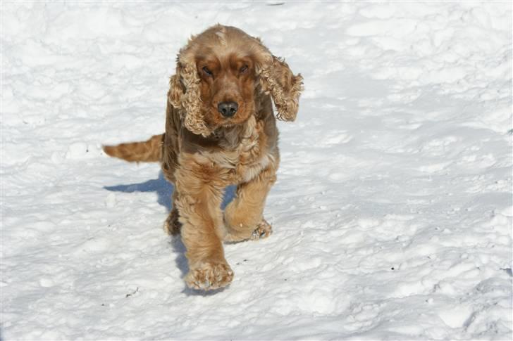 Cocker spaniel Lukas billede 9