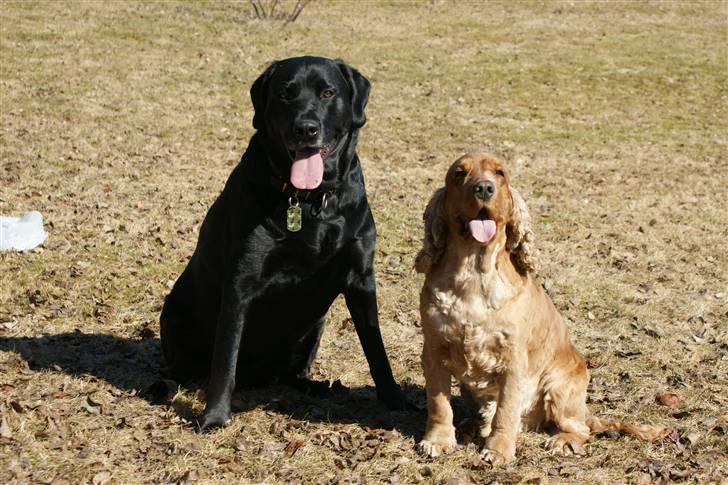Cocker spaniel Lukas billede 12