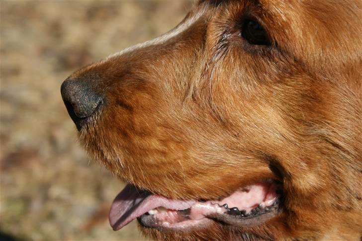 Cocker spaniel Lukas billede 13