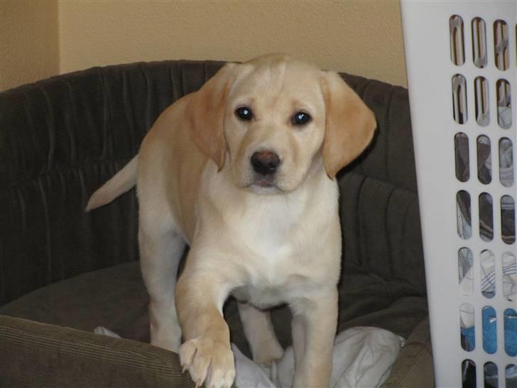 Labrador retriever Karla  billede 4