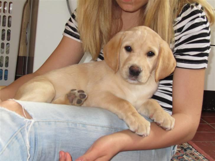 Labrador retriever Karla  billede 6