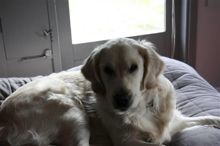 Golden retriever Wudditot (Frida) - Jeg daser den lige lidt billede 18