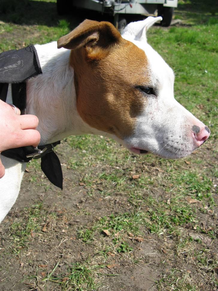 Amerikansk staffordshire terrier Ziggi - Ziggi der nu er 8mdr<3 billede 12