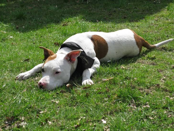 Amerikansk staffordshire terrier Ziggi - Så skal der ske noget<3 billede 13