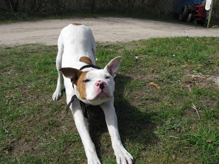 Amerikansk staffordshire terrier Ziggi - skal lige strakke mig <3 billede 14