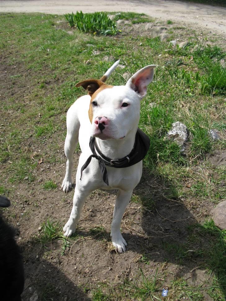 Amerikansk staffordshire terrier Ziggi - Er jeg ikke sød mor<3 billede 15