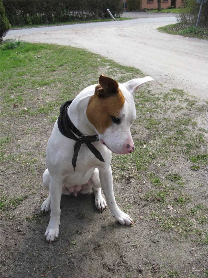 Amerikansk staffordshire terrier Ziggi - Hva er det<3 billede 16