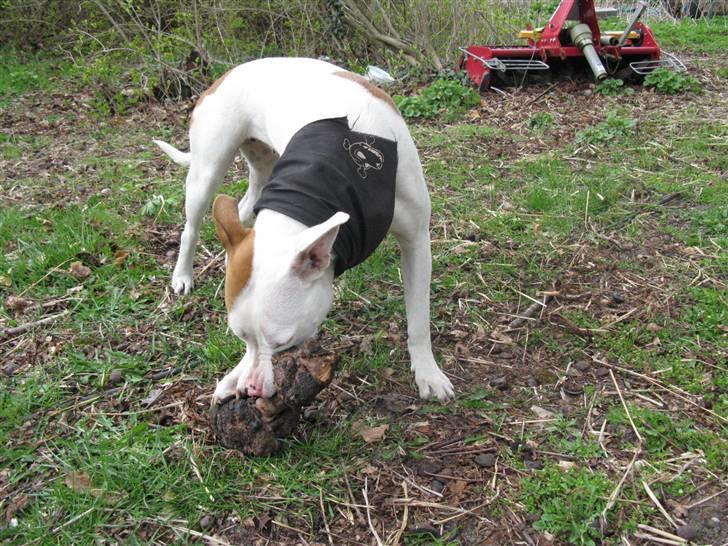 Amerikansk staffordshire terrier Ziggi - Sikke et dejligt stykke træ jeg har fundet<3 billede 17