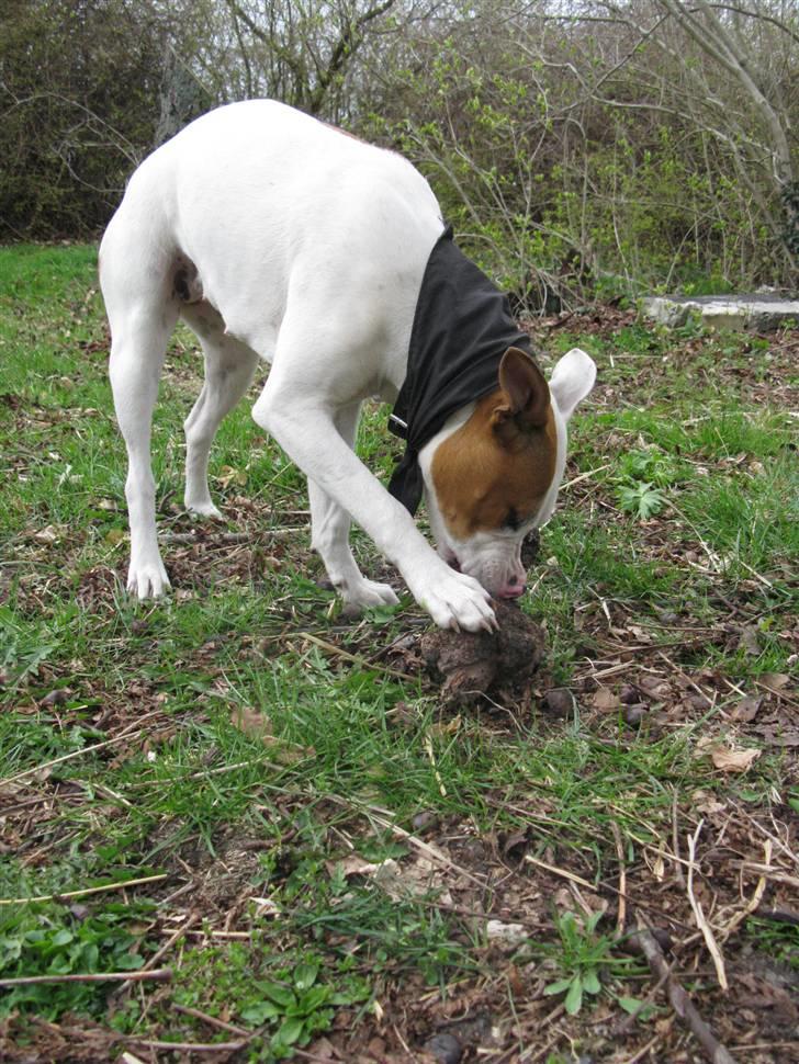 Amerikansk staffordshire terrier Ziggi - mums<3 billede 18