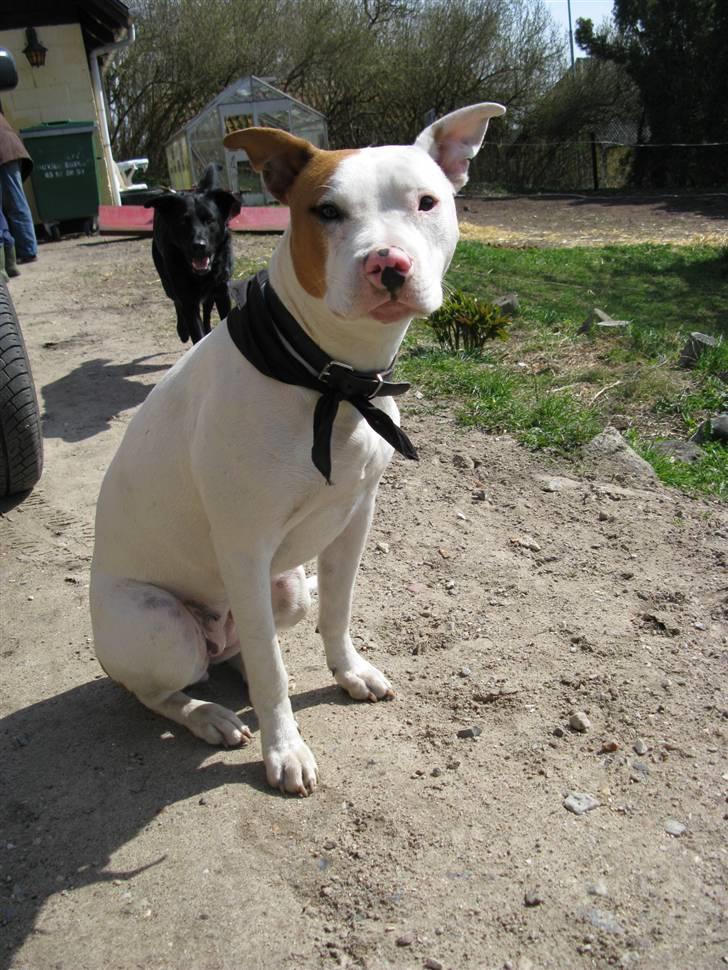 Amerikansk staffordshire terrier Ziggi - Jeg kan godt sitte pænt<3 billede 19