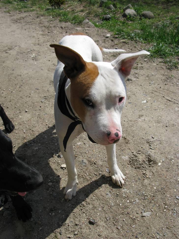 Amerikansk staffordshire terrier Ziggi - Hva er det du laver jeg blir helt flov<3 billede 20