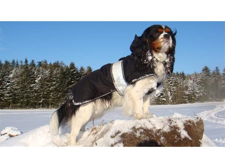 Cavalier king charles spaniel Jobbe - Jobbe billede 1