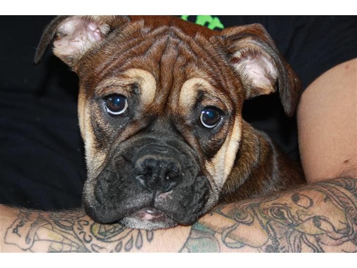 {{currentPhoto.altText}} billede {{currentPhoto.number}}