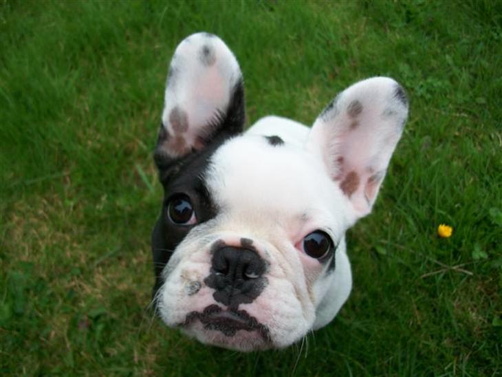 Fransk bulldog Aida billede 1