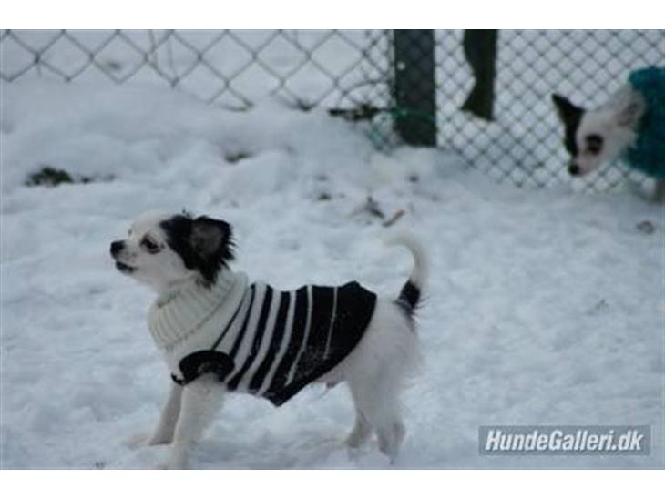 {{currentPhoto.altText}} billede {{currentPhoto.number}}