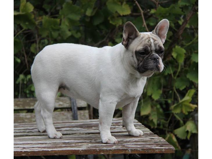 {{currentPhoto.altText}} billede {{currentPhoto.number}}