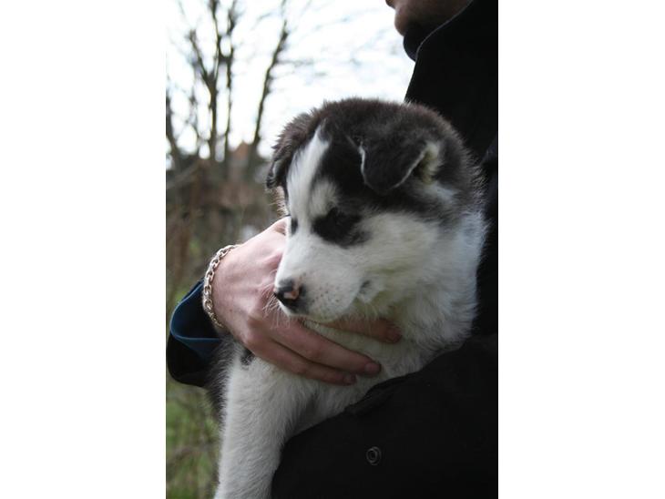 {{currentPhoto.altText}} billede {{currentPhoto.number}}