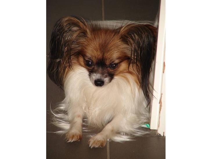 {{currentPhoto.altText}} billede {{currentPhoto.number}}