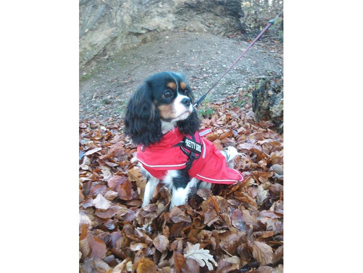 Cavalier king charles spaniel Tilde - Tester min nye frakke i skoven billede 1