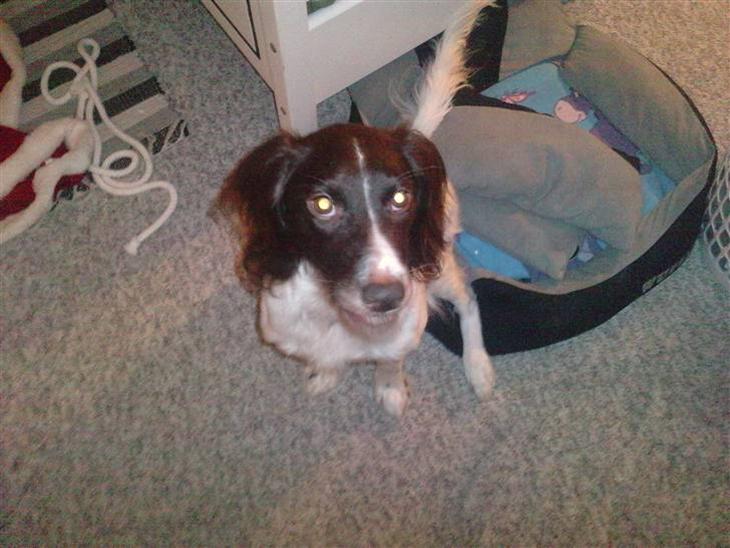 {{currentPhoto.altText}} billede {{currentPhoto.number}}