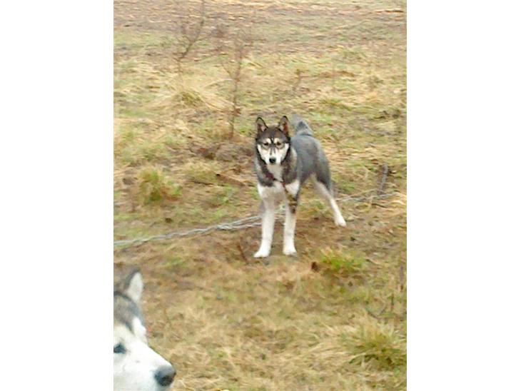 {{currentPhoto.altText}} billede {{currentPhoto.number}}