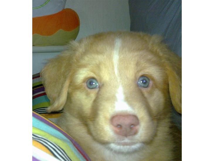 Nova scotia duck tolling retriever Shaggy tollers Wild lonel billede 1