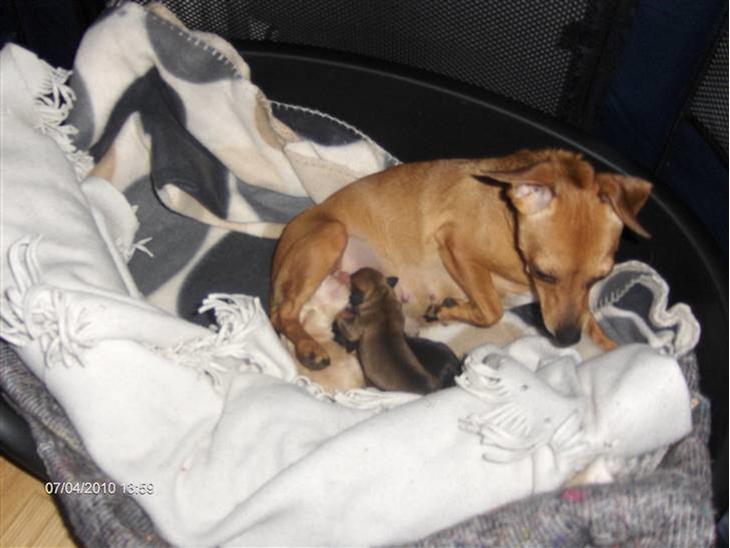 {{currentPhoto.altText}} billede {{currentPhoto.number}}