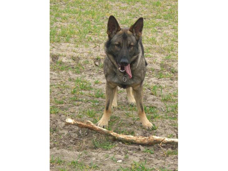 Schæferhund Nederholms Jasko (Sov sødt min dreng) <3 - - Can you keep a secret ? ´ So can he , and he has all mine ..  billede 1