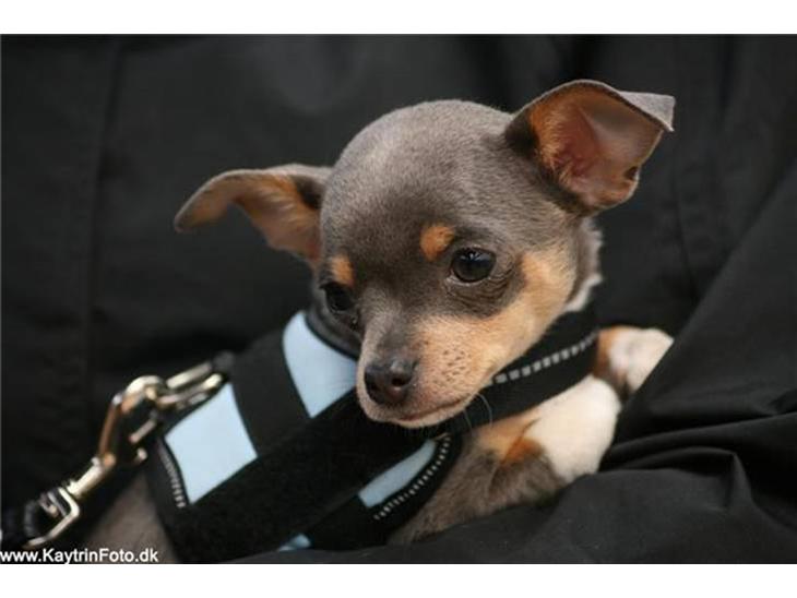 Chihuahua Valentine Chaser **Fået nyt hjem** - Hej og velkommen: Her er Chaser til sit første stævne (hest) Taget af: Katrine "Kaytrin foto" billede 1