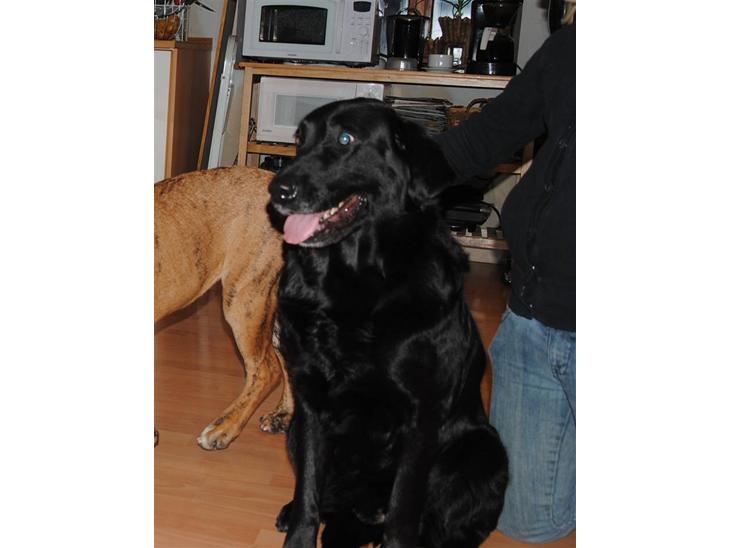 {{currentPhoto.altText}} billede {{currentPhoto.number}}