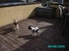 Papillon King