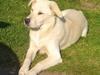 Blanding af racer Mulle [ Himmelhund]