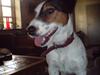 Jack russell terrier Disa