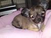 Chihuahua Malou