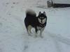 Alaskan malamute Diesel