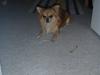 Chihuahua zachy