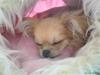 Chihuahua chanel