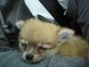 Blanding af racer ** Lill' Neela <3 **