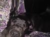 Grand danois Shakur Fanta . [ Himmelhund]