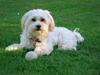 Bichon havanais Milo