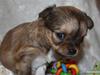 Chihuahua Felia / Ofelia :-)