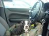 Boston terrier Ozzy
